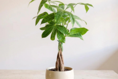 Sambut Tahun Baru 2026! Ini Tanaman Pembawa Hoki yang Wajib Ada di Rumah