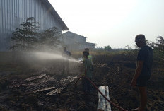 Diduga Puntung Rokok, Lahan Penuh Ilalang Kering di Losarang Indramayu Terbakar