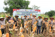 Jaga Swasembada Pangan Nasional, Polres Indramayu Panen Jagung di Mekarwaru