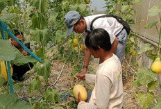 Wisata Petik Melon Berikan Pengalaman Panen Langsung dari Kebun
