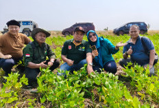 H Mulyadi, Putra Asli Indramayu yang Sukses di Jakarta Kini Fokus Kembangkan Pertanian Kedelai