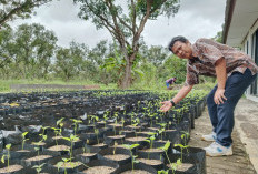Kendalikan Inflasi Daerah, DKPP Kabupaten Indramayu Canangkan Gerakan Tanam Cabai