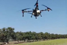 Keren, Petani di Kongsijaya Gunakan Drone Sprayer Untuk Budidaya Padi