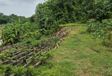 Hujan Deras, Tanggul Sungai Cimanuk di Blok Pulocangak Kembali Amblas