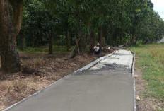 Dukung Target Produksi Padi 1,7 Juta Ton, Pemdes Tenajar Lor Bangun JUT Sepanjang 137 Meter