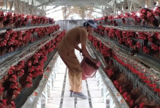 Dari Ternak Ayam Petelur, Carnita Bisa Raup Jutaan Rupiah per Hari