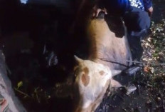 Dramatis, Aksi Damkar Selamatkan Sapi Kurban Seberat 4,5 Kwintal dari Dalam Selokan