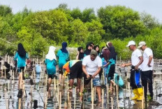 Cegah Abrasi, Belasan Ribu Bibit Mangrove di Pesisir Indramayu