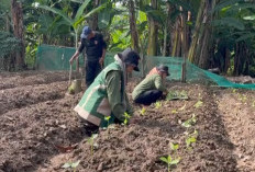 Wujudkan Ketahanan Pangan, KWT Sekar Tani Tanam Ratusan Bibit Cabai Rawit