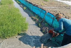 El Nino 'Godzilla' Picu Krisis Air, Petani Indramayu Rela Begadang Demi Sawah