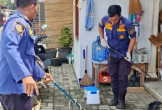 Ular Coros Masuk Warung di Juntinyuat, Damkar Indramayu Sigap Evakuas
