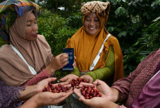 BRI Salurkan KUR Rp65,95 Triliun, Jangkau 558 Ribu Petani dan 23 Ribu Nelayan per April 2026