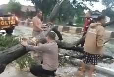Jalan Raya Sumuradem Terhalang Pohon Tumbang, Anggota Polsek Sukra Sigap Lakukan Evakuasi