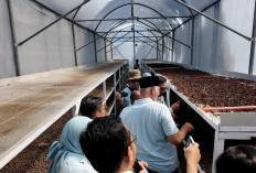 Bukan Energi Listrik Saja, Begini Cara Pertamina Dorong Pemanfaatan Panas Bumi untuk Perekonomian Rakyat