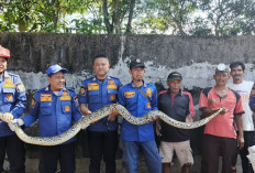 Menegangkan Aksi Petugas Damkar Evakuasi Ular Piton Sepanjang 5 Meter 