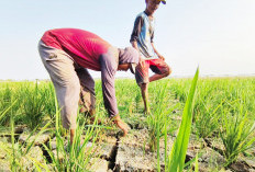 10 Ribu Hektare Sawah di Inbar Terancam Tak Bisa Tanam