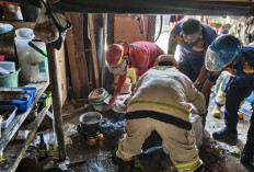 Selang Tabung LPG 3 Kg Bocor Saat Memasak, Dapur Warga Karangsong Kebakaran