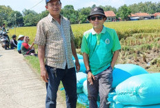 Petani Gembira Harga Gabah Tinggi
