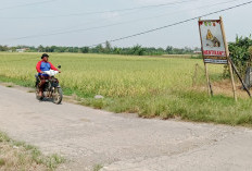 Petani Gotong Royong Basmi Hama Tikus dengan Gropyokan