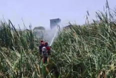 Gara-gara Buang Puntung Rokok Sembangan, Hutan Kota di Indramayu Nyaris Kebakaran