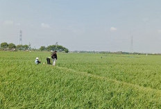 Belasan Ribu Hektare Sawah di Wilayah Indramayu Barat Terancam Krisis Air