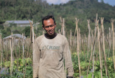 Mengenal Desa BRILian Sumowono, Desa Sayur yang Tumbuh dan Terus Berinovasi Bersama BRI 