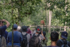 The Real Borneo Journey, MAXi Tour Boemi Nusantara Padukan Pembuktian Performa MAXimal Pelestarian Orang Utan