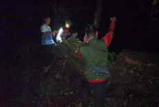 Patroli Malam Babinsa dan Polhut TNGC Berhasil Ungkap Pembalakan Liar di Pasawahan