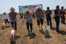 Swasembada Pangan, Polda Jabar dan Polres Indramayu Gelar Tanam Jagung Serentak di Gantar
