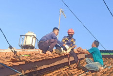 Damkar Evakuasi Biawak di Atap Rumah