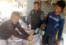 Jadi Sentra Produksi Jagung, Poktan Cagak Kroya Konsisten Tanam Jagung