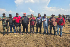 Pangkalan TNI AL Dukung Program Kedelai, Koperasi BBS Penggerak Ketahanan Pangan Bersama Petani Sukamulya 