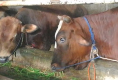Minat Beli Hewan Kurban di Indramayu Meningkat Jelang Idul Adha 1447 H