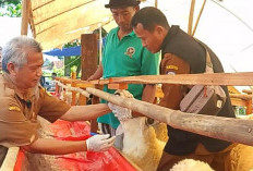 DKPP Indramayu Pastikan Kesehatan Hewan Kurban