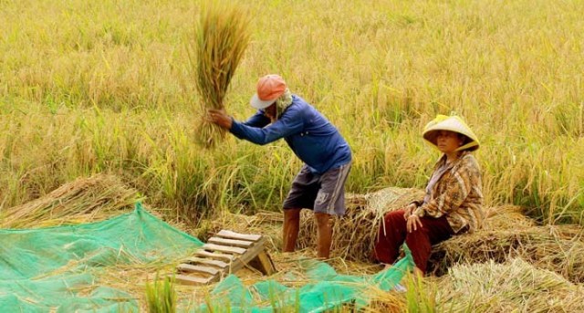 Harga Padi Tebasan Melonjak