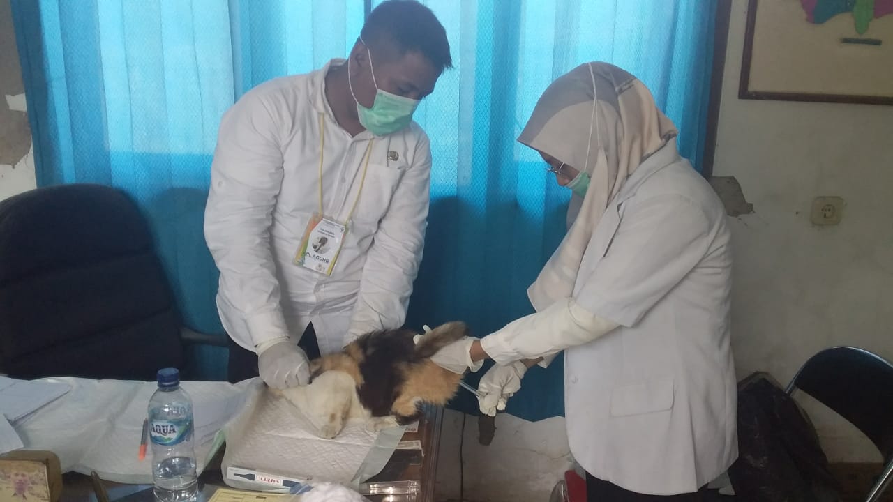 DPKH Antisipasi Penularan Virus Rabies, Lakukan Vaksinasi Hewan Peliharaan di Setiap Wilayah