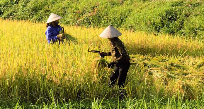 1500 Ha Lahan Sawah Terancam Nganggur