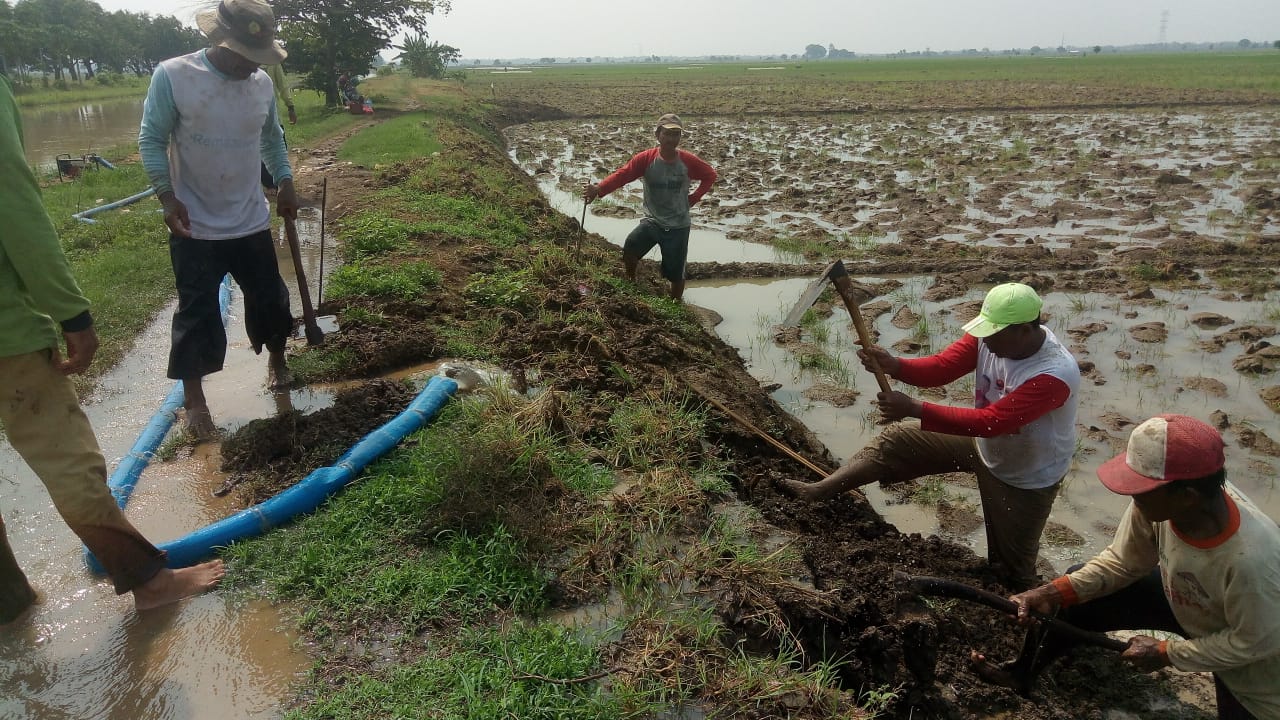 Gapoktan Canangkan Basmi Hama Tikus