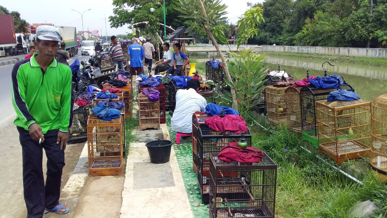 Tak Punya Tempat, Pasar Burung Tempati Trotoar