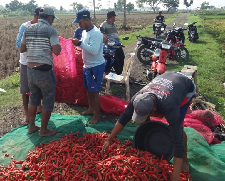 Cabai Merah Meroket, Harga Bawang Anjlok