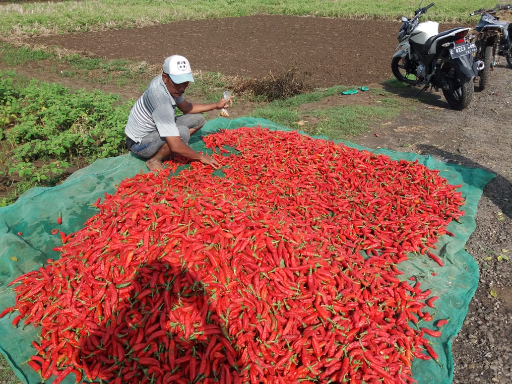 Harga Cabai Merah Meroket