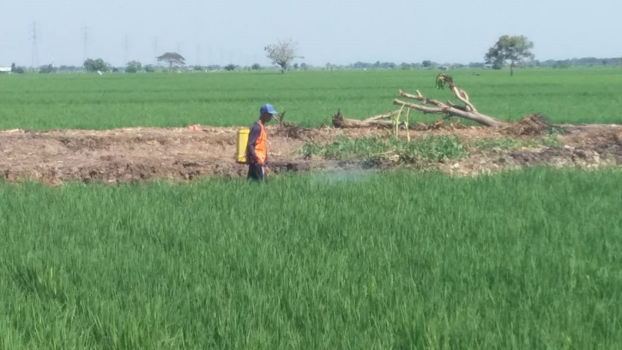 Musim Hujan, Waspadai Hama Keong