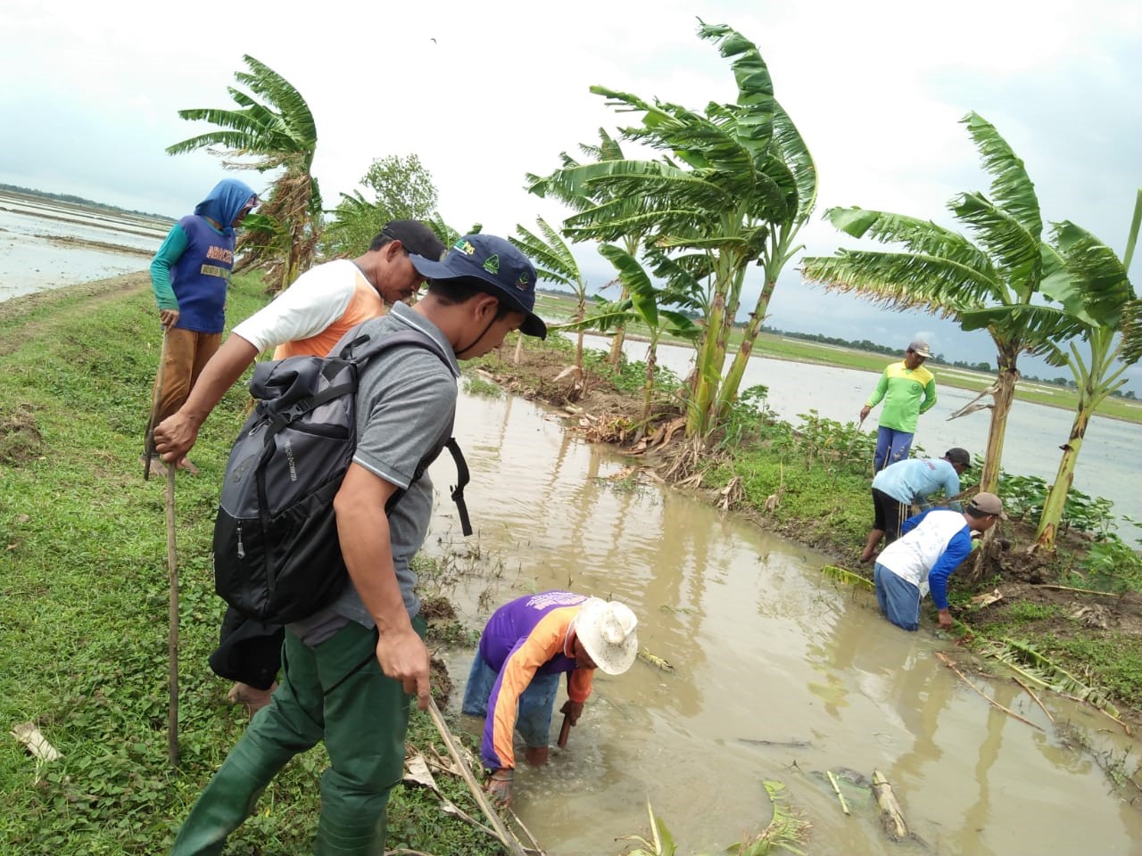 Petani, Basmi Hama Tikus sebelum Tanam