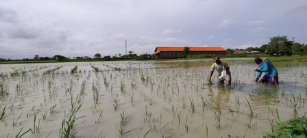 Petani Pantura Nekat Tanam Padi