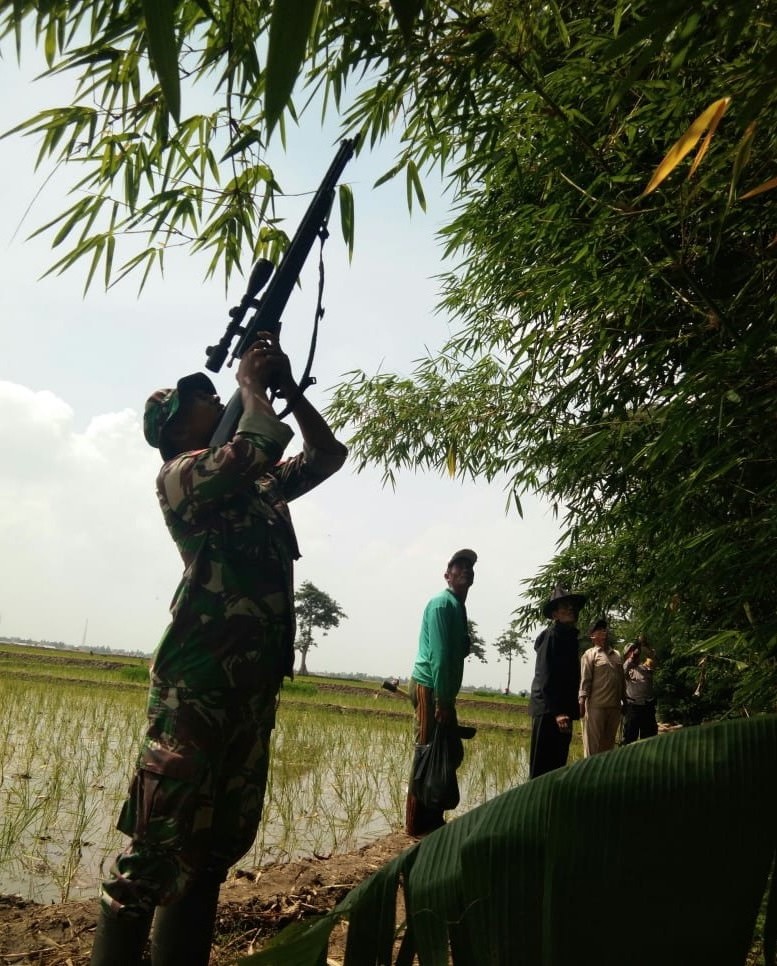 Perbakani Bantu Petani Berburu Hama Tikus