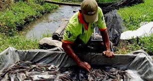 Petani Tambak Rugi Puluhan Miliar