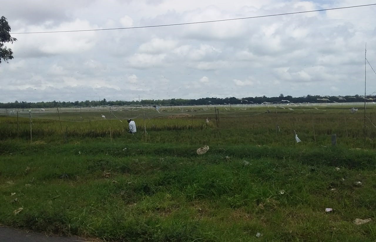 Atasi Serangan Burung, Petani Pasang Jaring