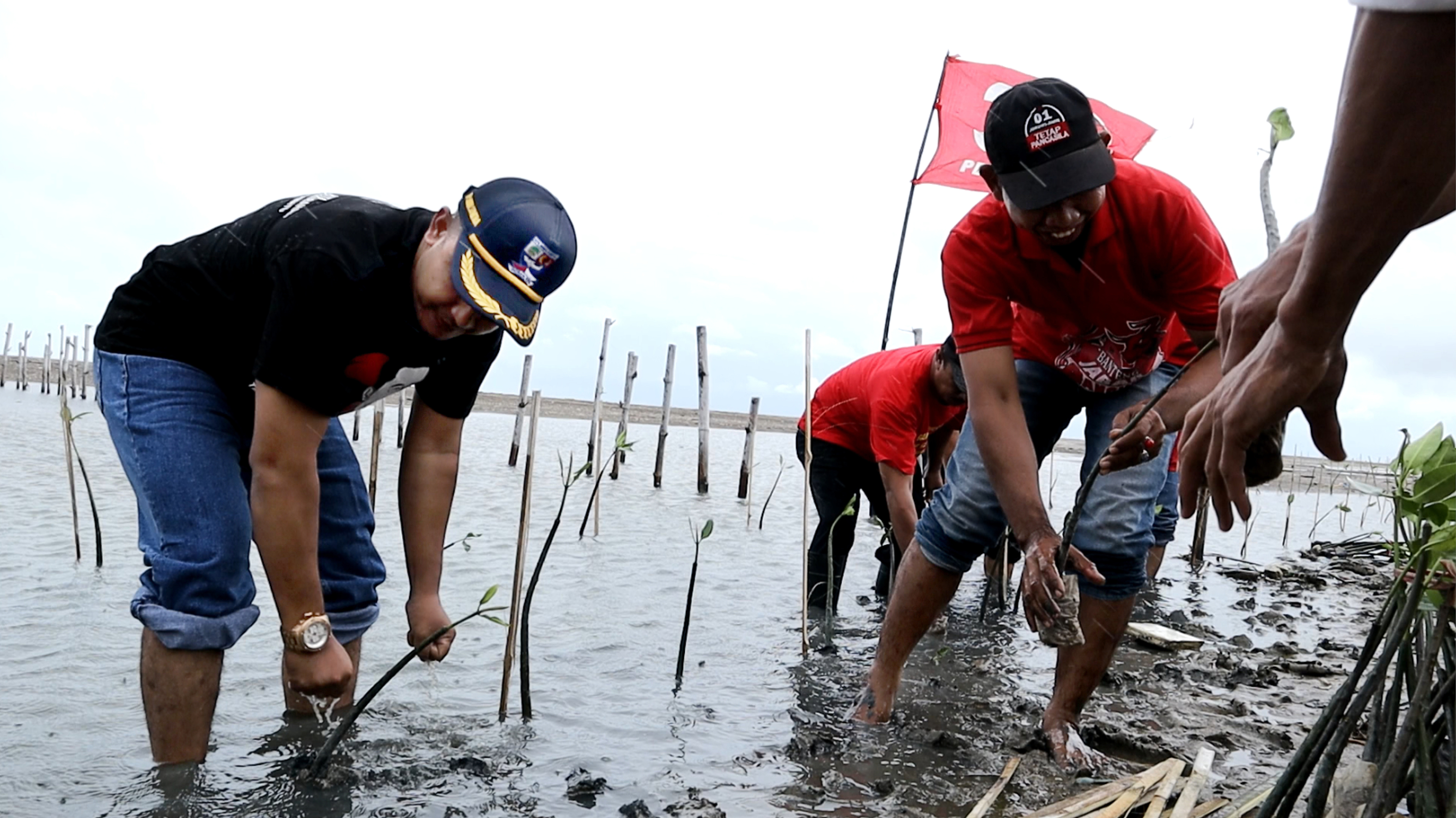 H Suwarto Tanam Mangrove di HUT PDIP