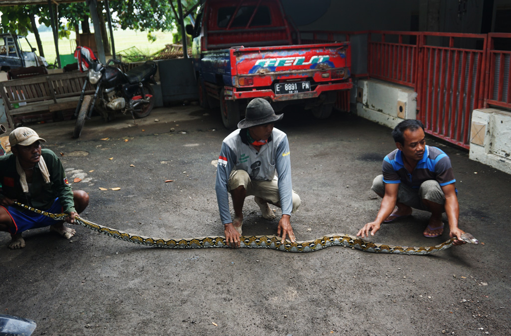 Ular Piton Sepanjang 4 Meter Gegerkan Warga