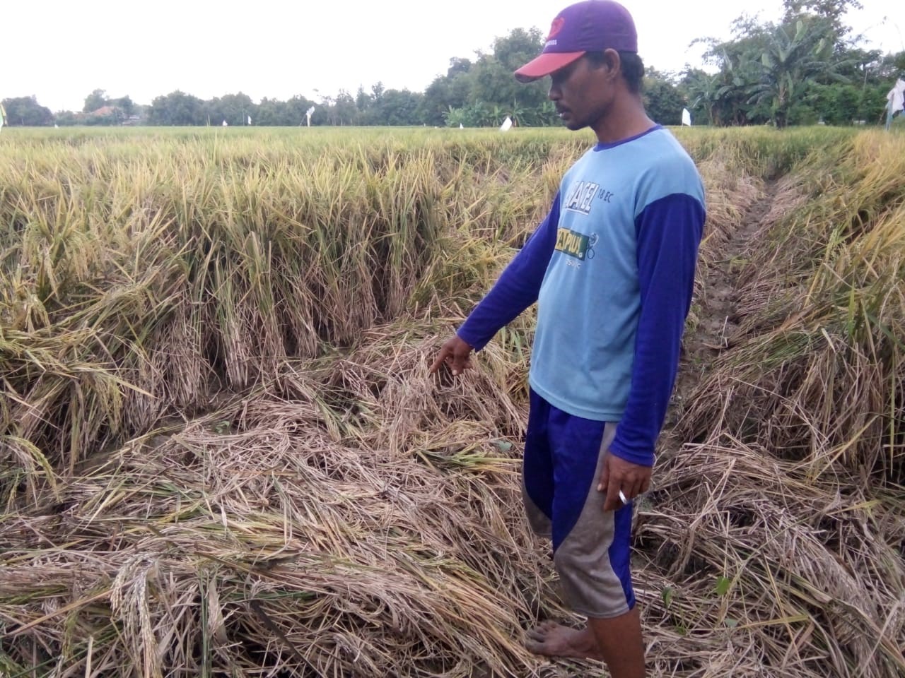 Petani Minta Pemerintah Segera Turun Tangan,  Tanaman Padi Diserang Hama